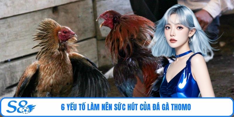 6 yếu tố làm nên sức hút của đá gà Thomo