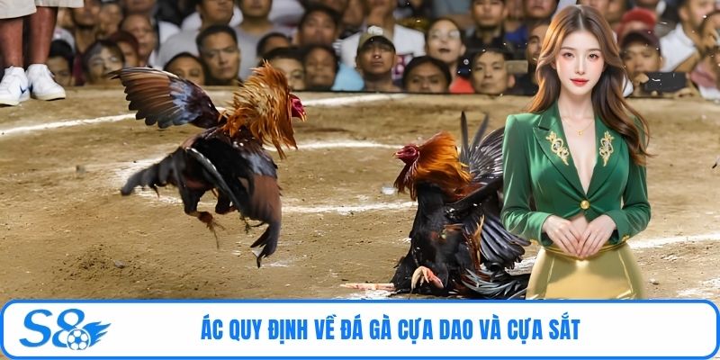 Các quy định về đá gà cựa dao và cựa sắt