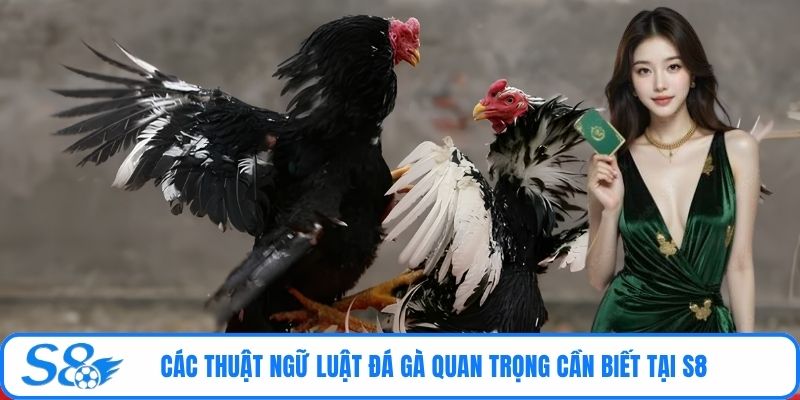 Các thuật ngữ luật đá gà quan trọng cần biết tại S8