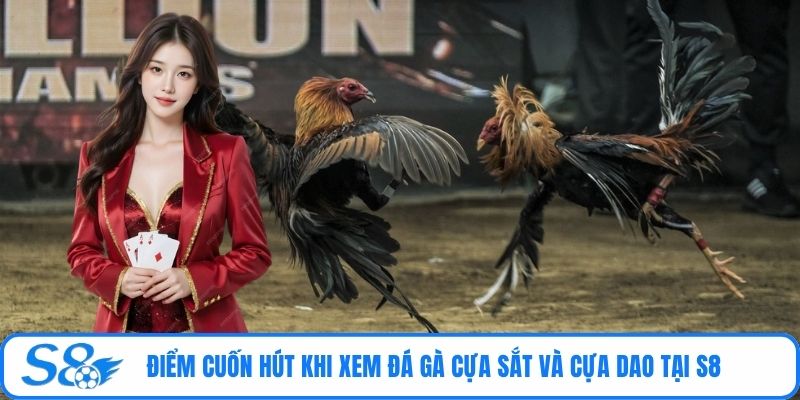 Điểm cuốn hút khi xem đá gà cựa sắt và cựa dao tại S8