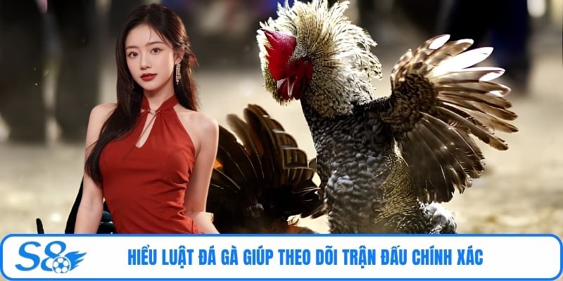 Hiểu luật đá gà giúp theo dõi trận đấu chính xác