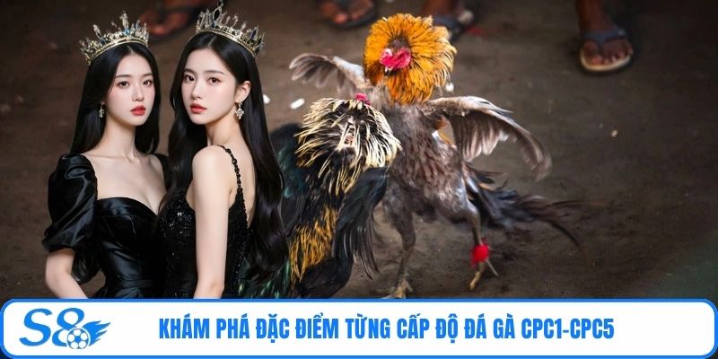 Khám phá đặc điểm từng cấp độ đá gà CPC1-CPC5