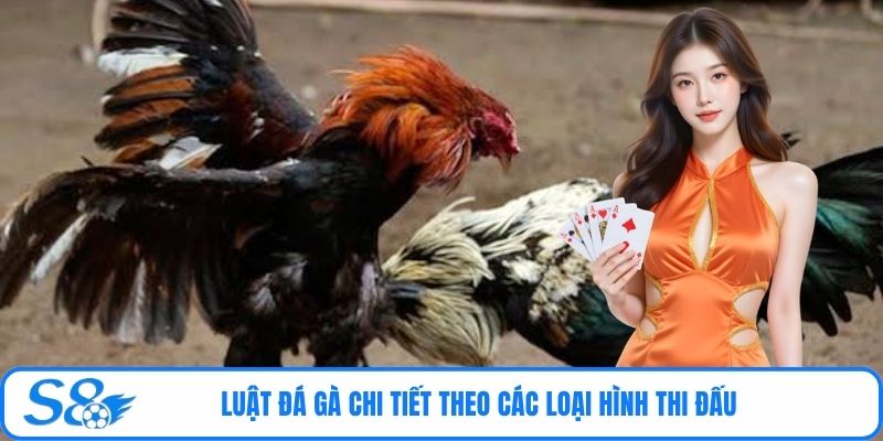 Luật đá gà chi tiết theo các loại hình thi đấu