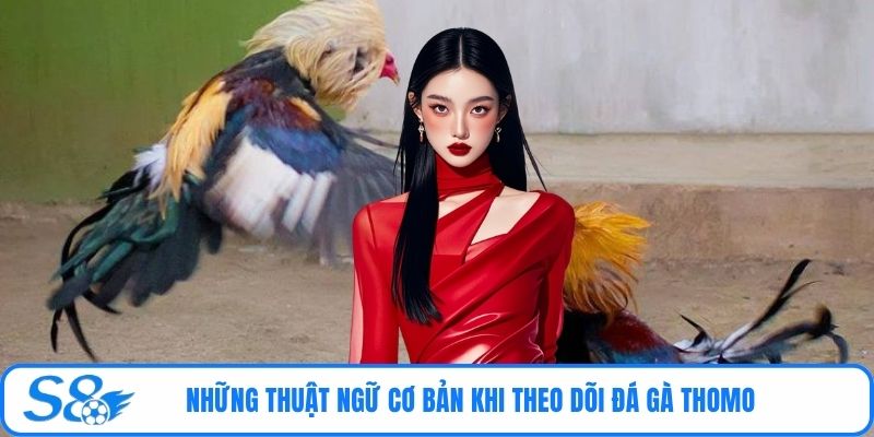 Những thuật ngữ cơ bản khi theo dõi đá gà Thomo 