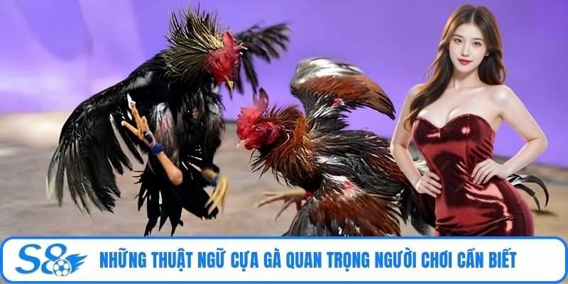 Những thuật ngữ cựa gà quan trọng người chơi cần biết 