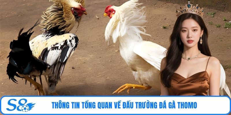 Thông tin tổng quan về đấu trường đá gà Thomo